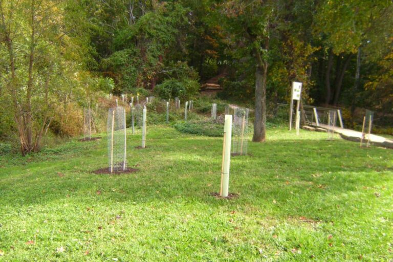 Native Shrubs Help Restore Habitat