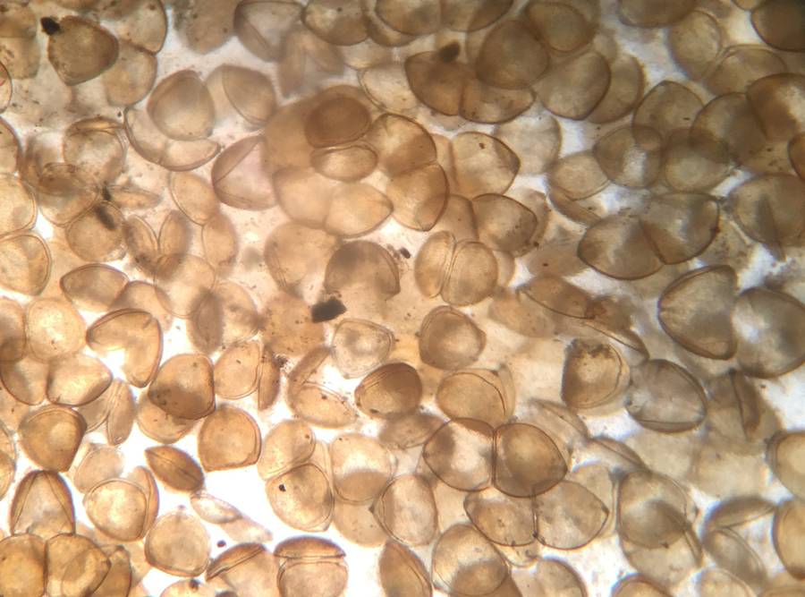 Alewife Floater Larvae Kenilworth Lake 2 edit