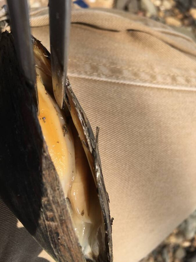 Gravid U. implicata Buzzard Point