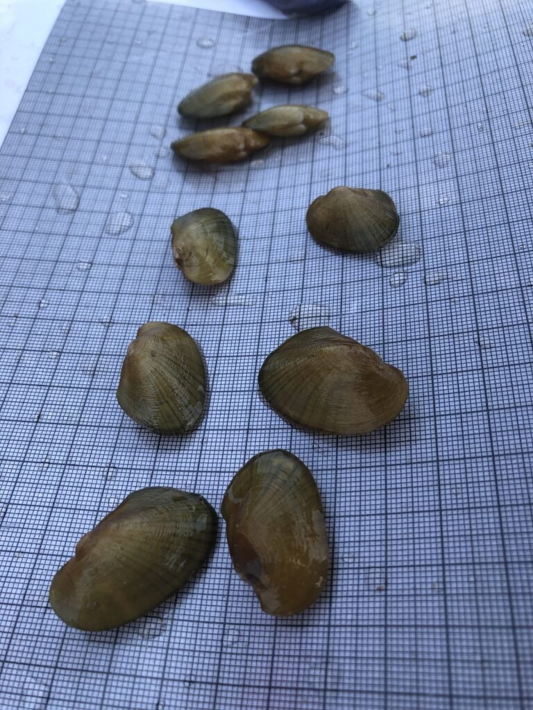 Anacostia River Mussel Power: Meet our Lampmussels