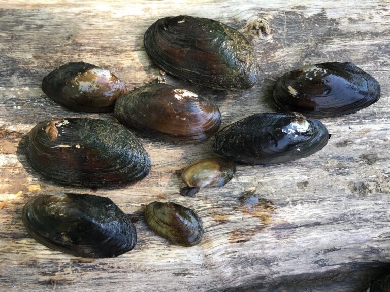 Anacostia River Mussel Power: How Many Mussels Species Do We Have in the River?