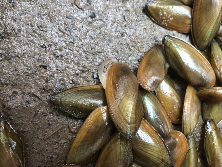 Anacostia River Mussel Power: Growing our Mussels