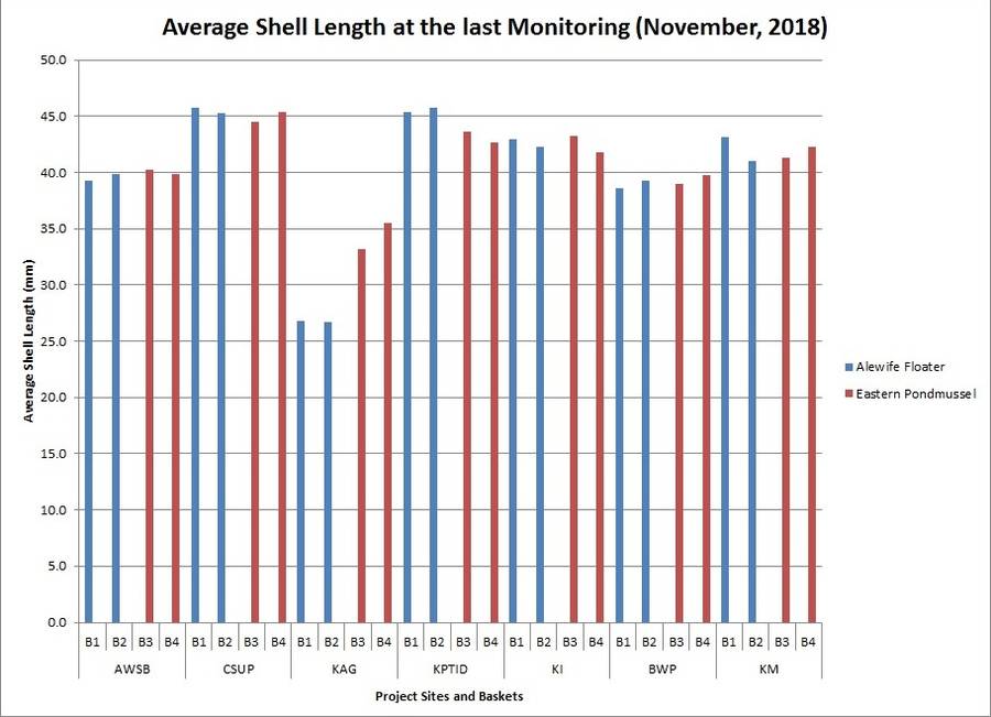 Average shell length