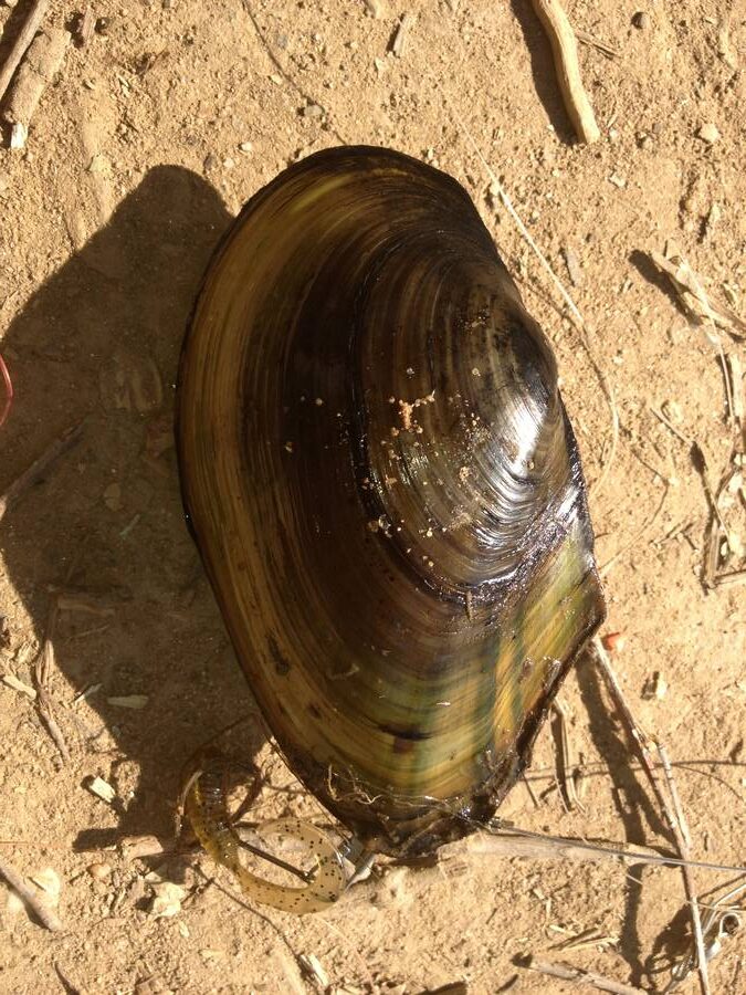 Eastern floater BWP 1