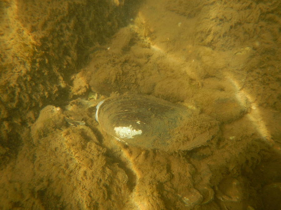 Elliptio complanata 2