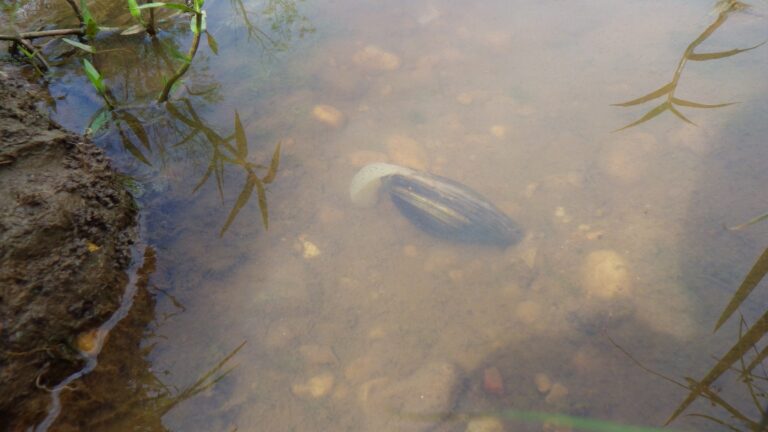 Anacostia River Mussel Power: River Filters