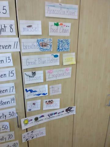 1.2019 SWS mussel word wall