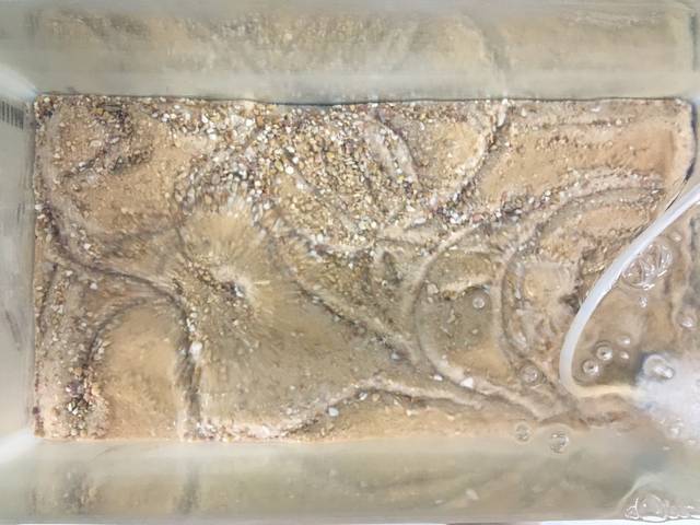 mussel tracks in the sand