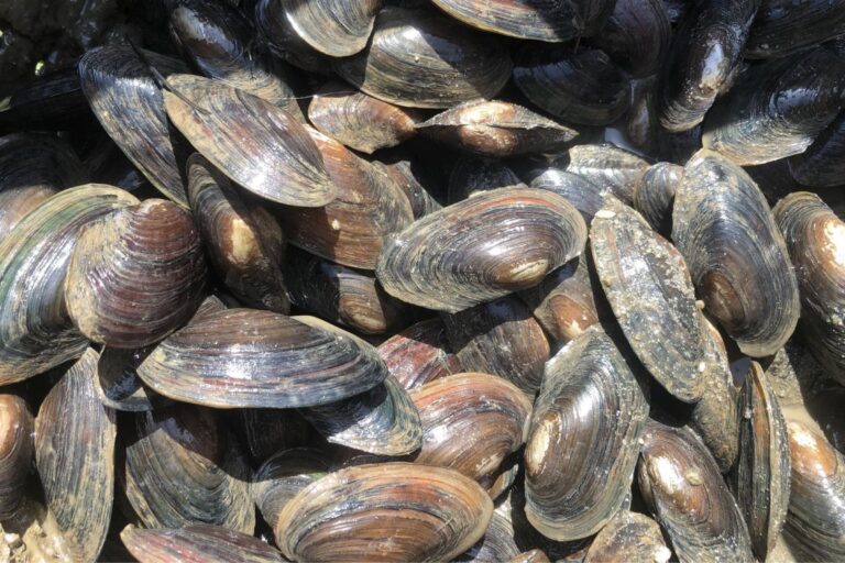 Anacostia River #MusselPower: Almost a Year Growing Mussels