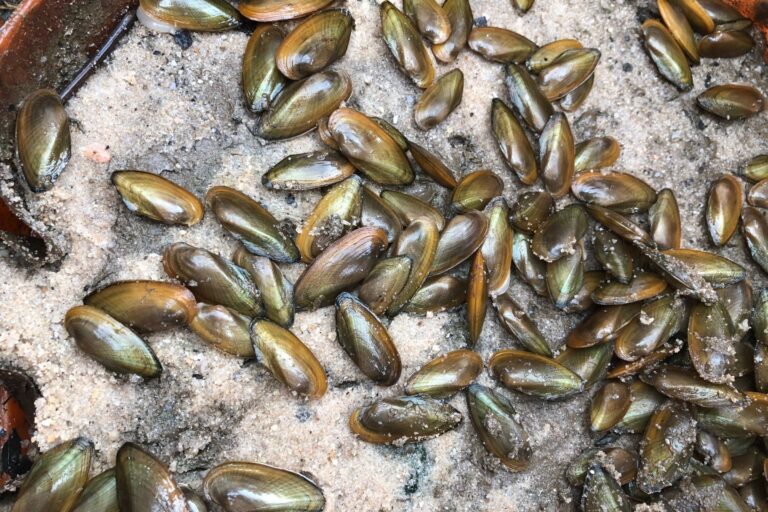 Anacostia River #MusselPower gets a boost