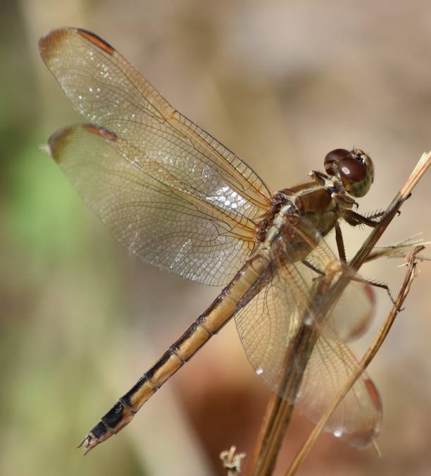 DragonflyC