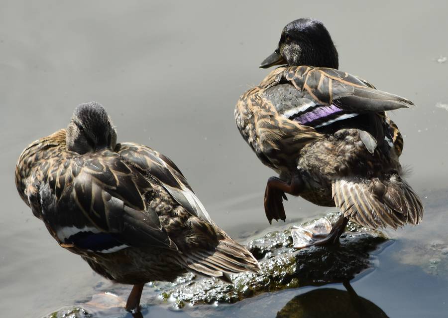 Mallards
