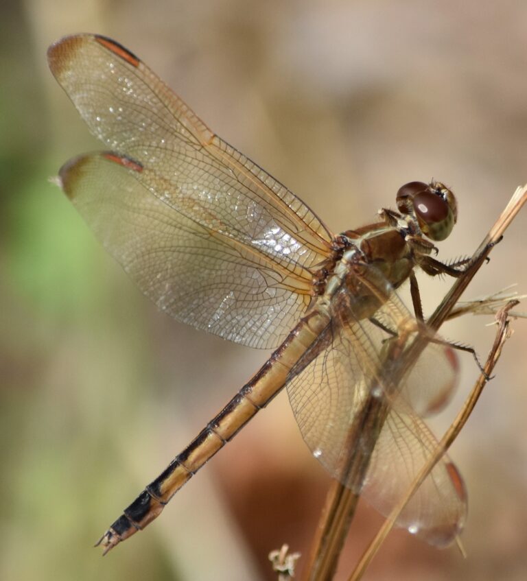 Bioblitzing the Anacostia River
