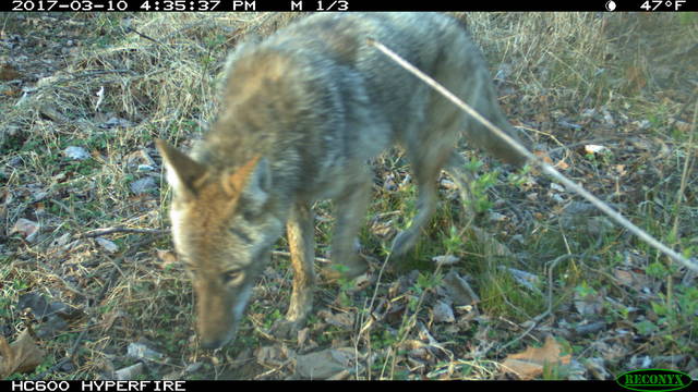 coyote