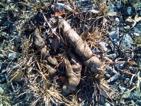 coyote scat