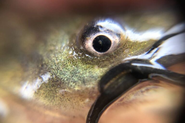 Anacostia River Mussel Power: Unexpected Guests