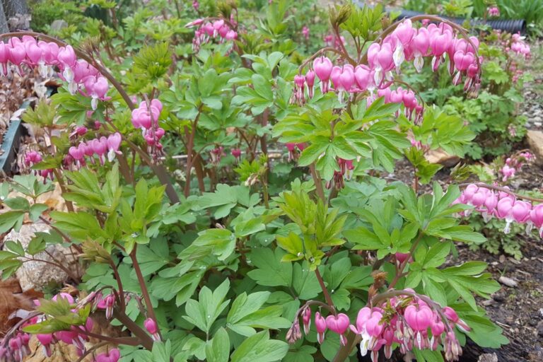 Welcoming the First Week of Spring and #AnacostiaRiverStrong