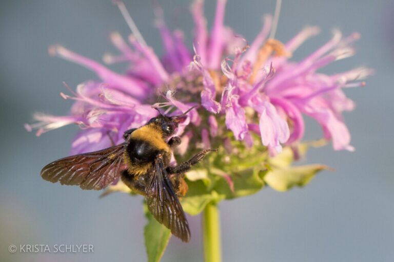 Pushing through the soil to the sun