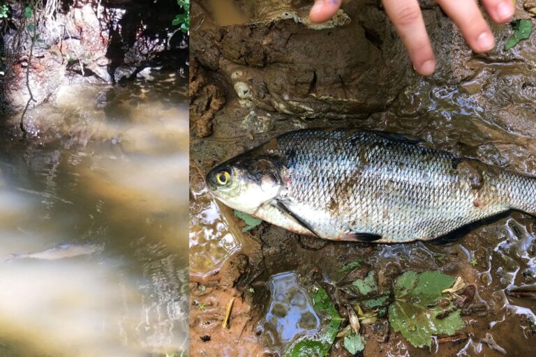 Spawning Sighting Shows the Strength of Partnerships