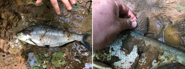 Gizzard Shad, left; Fin showing its species, right.
