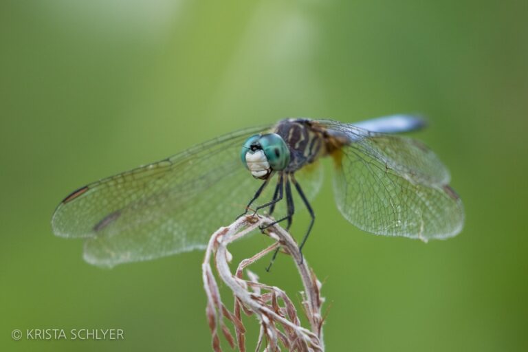 Anacostia Watershed Society Announces Christopher E. Williams as President and CEO
