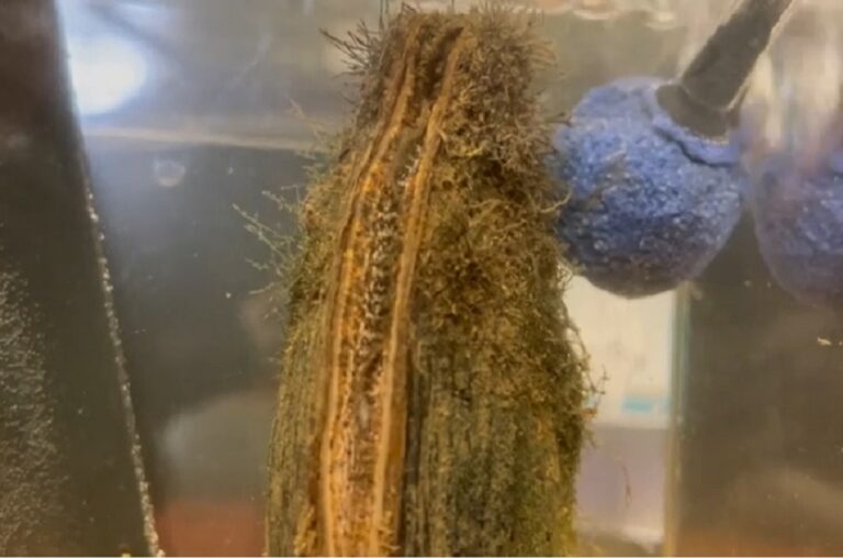 Brooding Mussels Are Quite Alluring