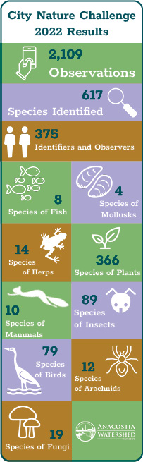 City nature challenge infographic2