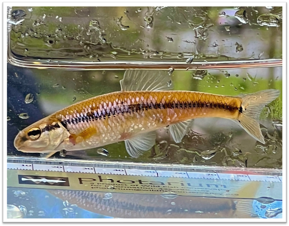 Blunt nosed minnow by Darrin Frye