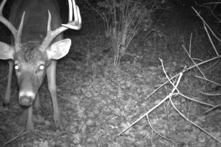Protecting the Anacostia River’s Wildlife