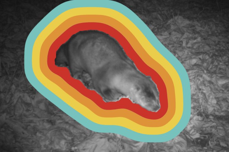 Fresh from the Critter Cam: River Otter in Hyattsville