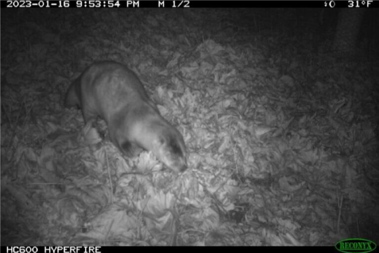 Otters Sightings Make the News