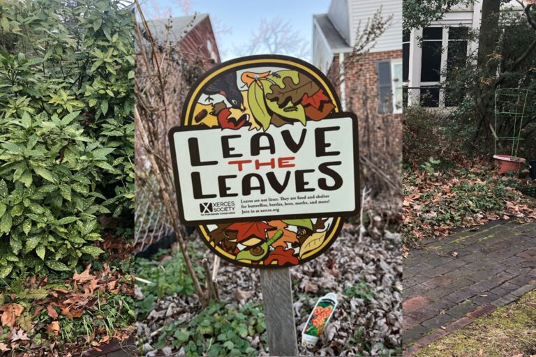 Leave The Leaves:  Eco-Conscious Spring and Fall Garden Cleanup