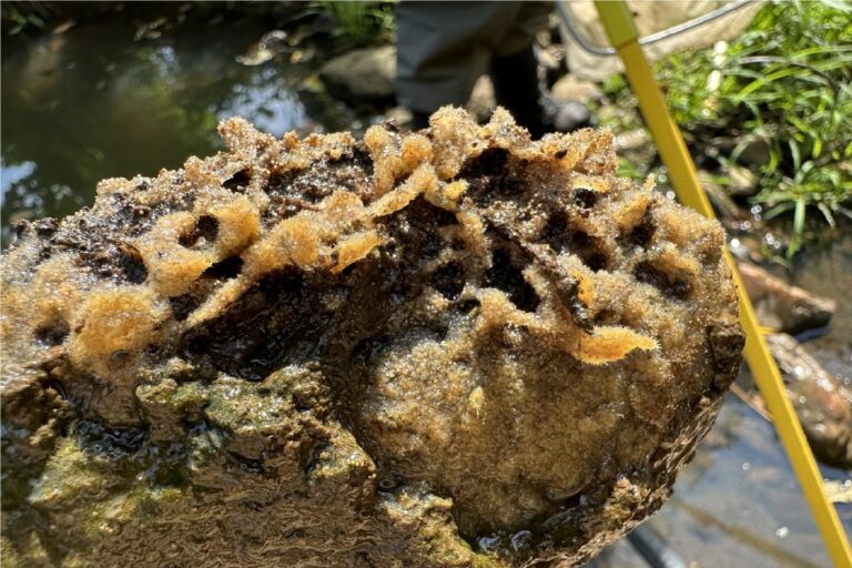 Mapping Mussels Leads to Sponge Discovery