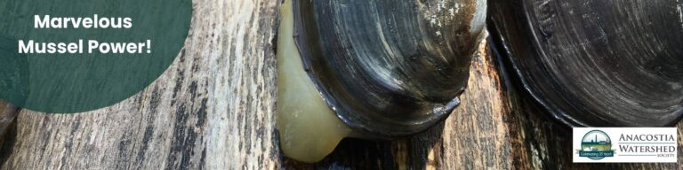 Marvelous Mussel Power!