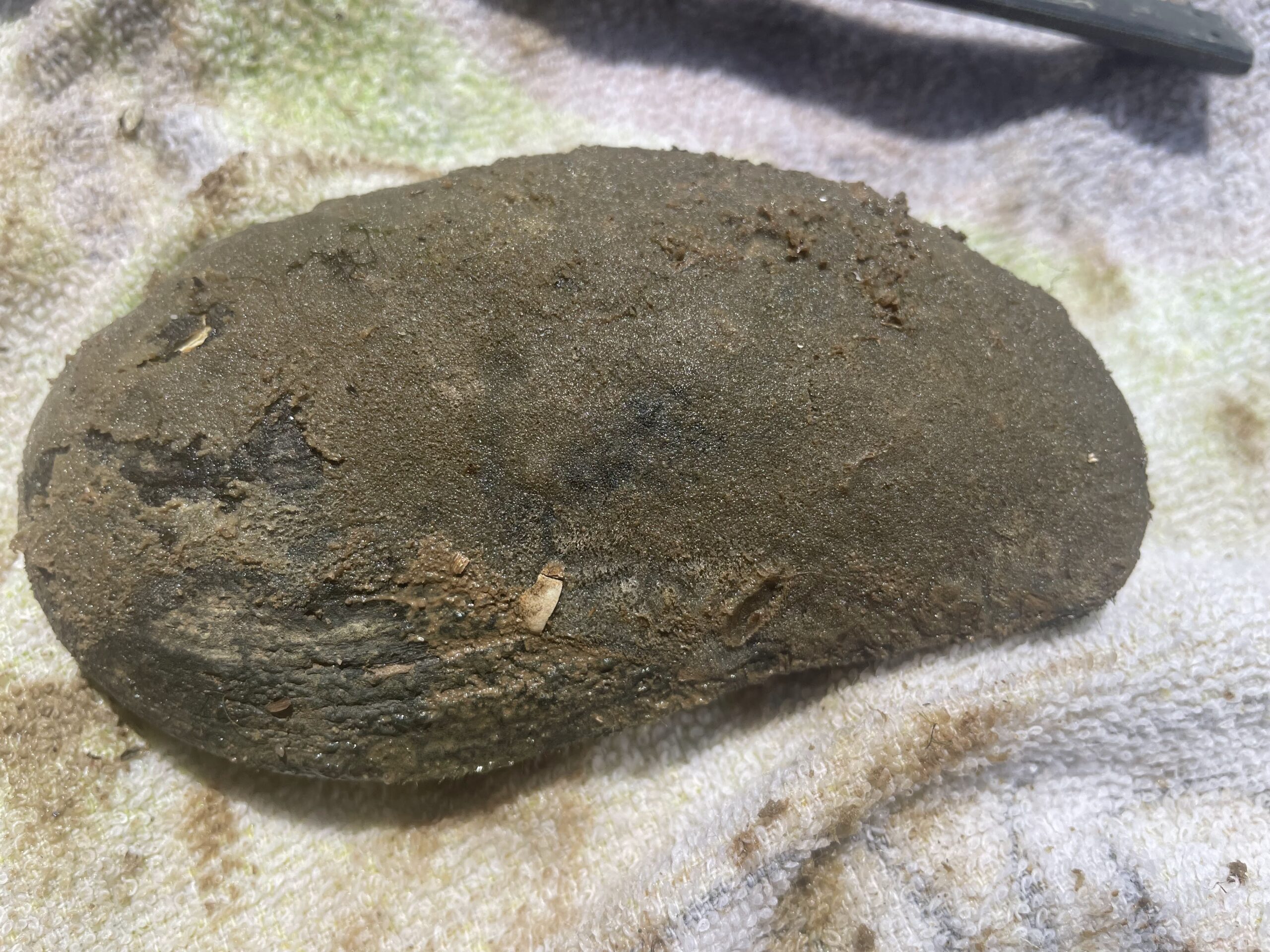 mussel shell is shown covered in freshwater sponge growth