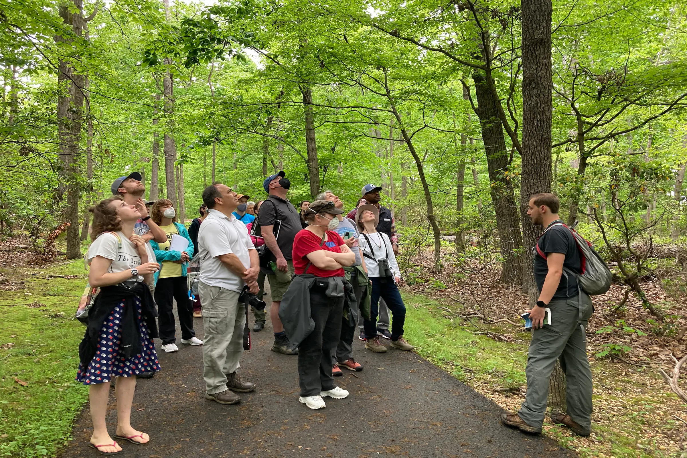 image shows a group of people in the woods looking up towards the tops of trees