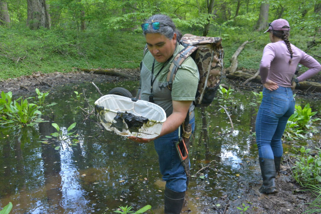 a man looking into a net that contains organisms from a vernal pool