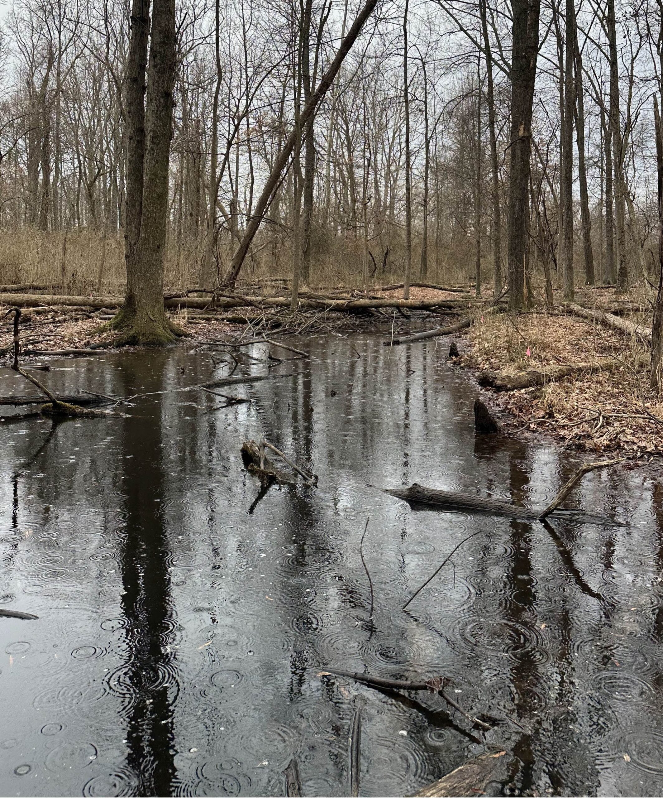 image of a vernal pool with trees in the background